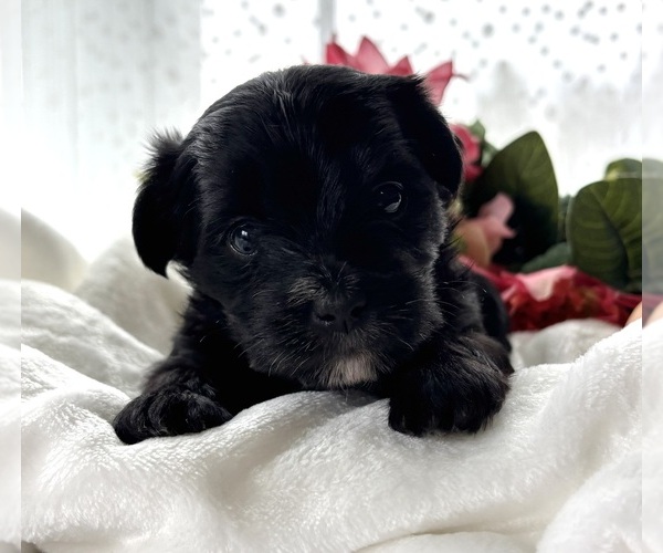 Medium Photo #4 Morkie Puppy For Sale in ROCK STREAM, NY, USA