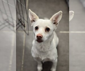 Chihuahua-pomeranian spitz Mix Dogs for adoption in Dana Point, CA, USA