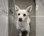Small Chihuahua-pomeranian spitz Mix