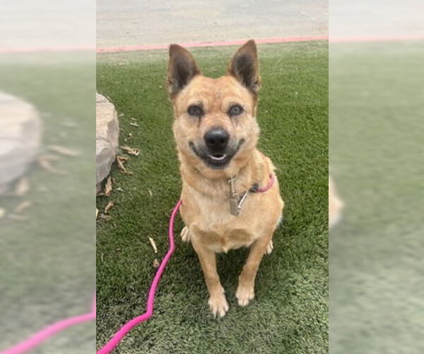 Medium Photo #3 Mutt Puppy For Sale in Ventura, CA, USA