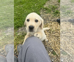 Small #2 Labrador Retriever