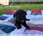 Puppy Augustus Schnoodle (Miniature)