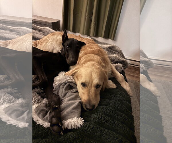 Medium Photo #4 Doberman Pinscher Puppy For Sale in Minneaoplis, MN, USA