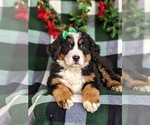 Small Photo #6 Bernese Mountain Dog Puppy For Sale in NEW HOLLAND, PA, USA