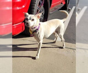 Jillie - Female Chihuahua-Unknown Mix Dog for Adoption - Photo #5
