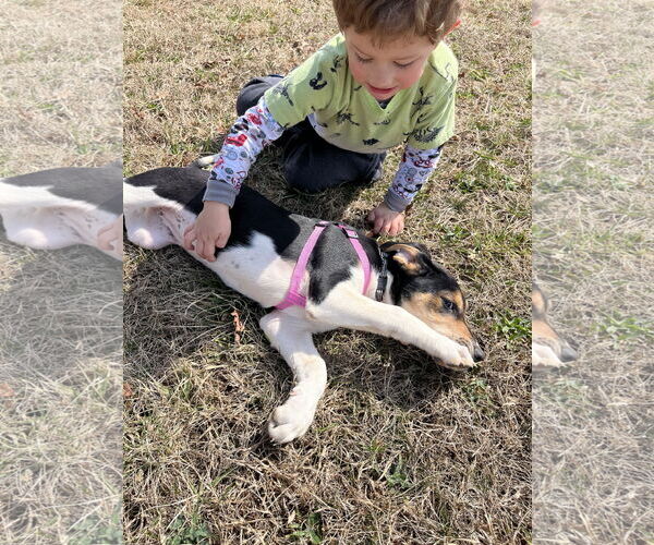 Medium Photo #9 Treeing Walker Coonhound-Unknown Mix Puppy For Sale in Holly Springs, NC, USA