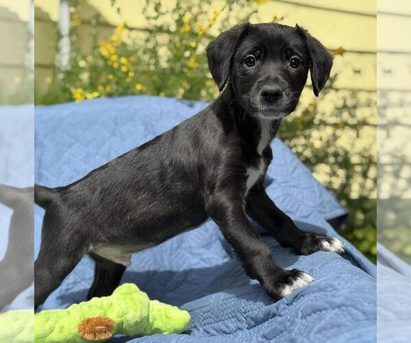 Medium Photo #3 Colonial Cocker Spaniel-Unknown Mix Puppy For Sale in San Diego, CA, USA