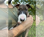 Small Photo #1 Bull Terrier Puppy For Sale in METROPOLIS, IL, USA