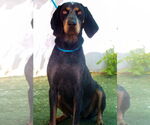Small #2 Bluetick Coonhound