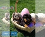 Small Photo #12 Rottweiler Puppy For Sale in COLUMBIA, MO, USA