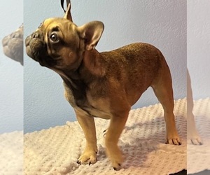 French Bulldog Puppy for Sale in PORT SAINT LUCIE, Florida USA