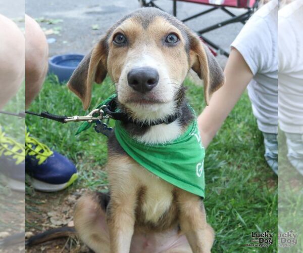 Medium Photo #6 Retriever -Unknown Mix Puppy For Sale in Washington, DC, USA