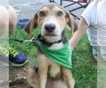 Small #5 Retriever  Mix
