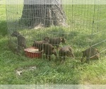 Small Photo #9 Doberman Pinscher Puppy For Sale in LAFAYETTE, IN, USA