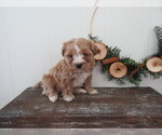 Small #3 Maltipoo (Miniature)