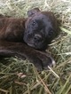 Small Photo #29 Boxer Puppy For Sale in AFTON, WY, USA
