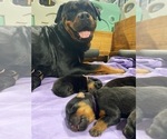 Small Photo #18 Rottweiler Puppy For Sale in NAPA, CA, USA
