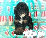 Puppy 2 Cockapoo