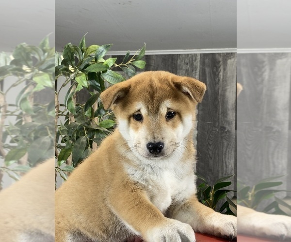 Medium Photo #2 Shiba Inu Puppy For Sale in CANOGA, NY, USA