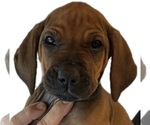 Small Photo #30 Rhodesian Ridgeback Puppy For Sale in BONSALL, CA, USA