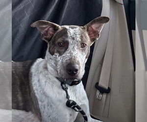 Mutt Dogs for adoption in Woodbury, NY, USA