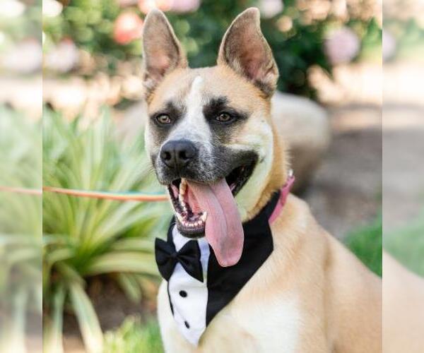 Medium Photo #2 Gerberian Shepsky Puppy For Sale in Camarillo, CA, USA