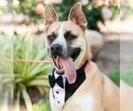 Small #1 Gerberian Shepsky
