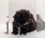Small Photo #8 Shih Tzu Puppy For Sale in BRANDON, FL, USA