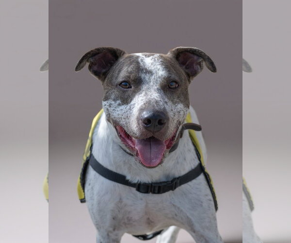 Medium Photo #4 Mutt Puppy For Sale in Woodbury, NY, USA