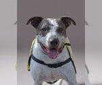 Small Photo #4 Mutt Puppy For Sale in Woodbury, NY, USA