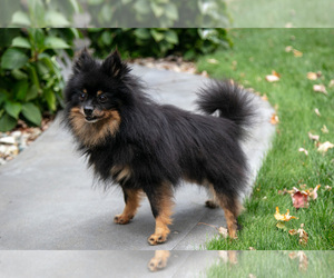 Father of the Pomeranian puppies born on 09/12/2025