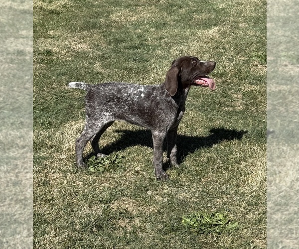 Medium Photo #2 German Shorthaired Pointer Puppy For Sale in SANBORN, NY, USA
