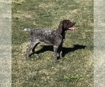 Small #1 German Shorthaired Pointer