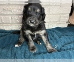 Small Photo #8 Aussiedoodle Puppy For Sale in INDIANAPOLIS, IN, USA
