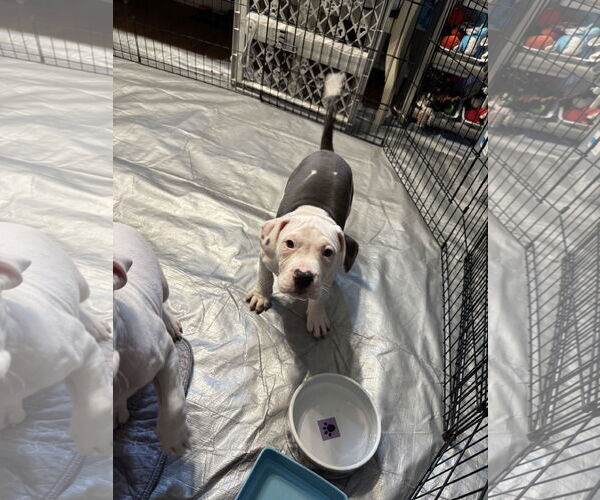 Medium Photo #6 Mutt Puppy For Sale in Garner, NC, USA