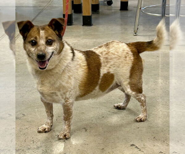 Medium Photo #5 Red Heeler-Unknown Mix Puppy For Sale in Batavia, OH, USA