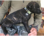 Small Photo #4 Belgian Malinois-Dutch Shepherd Dog Mix Puppy For Sale in SALADO, TX, USA
