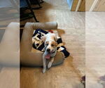Small #4 Mutt