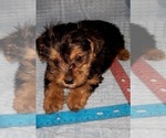 Small Photo #186 Yorkshire Terrier Puppy For Sale in AKRON, OH, USA