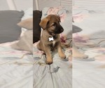Small Photo #22 German Shepherd Dog Puppy For Sale in ANKENY, IA, USA