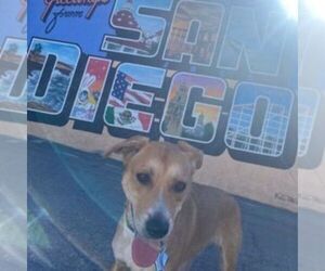 Shepradors Dogs for adoption in SAN DIEGO, CA, USA
