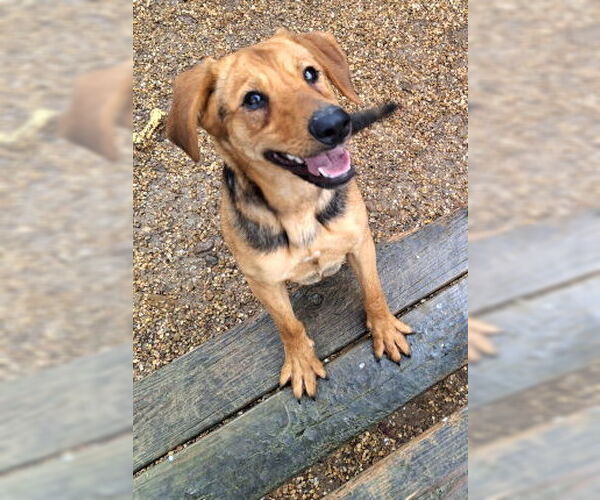 Medium Photo #2 Labrador Retriever-Unknown Mix Puppy For Sale in Mountain View, AR, USA