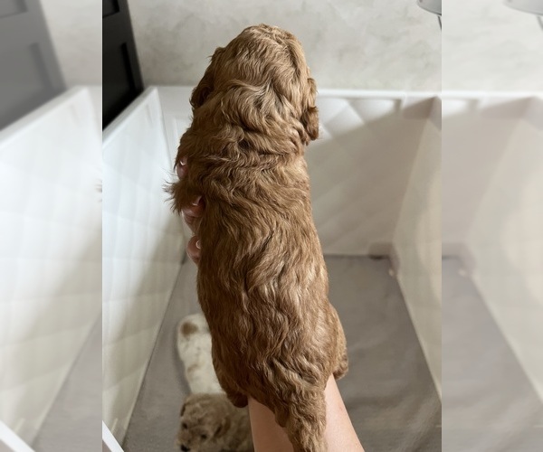 Medium Photo #14 Poodle (Toy) Puppy For Sale in MOUNT SOLON, VA, USA