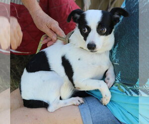Rat Terrier Dogs for adoption in Bandera, TX, USA