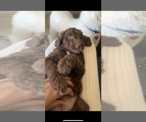 Poodle (Standard) Puppy for sale in CHARLOTTE, NC, USA