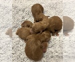 Small Photo #8 Goldendoodle (Miniature) Puppy For Sale in HALTOM CITY, TX, USA