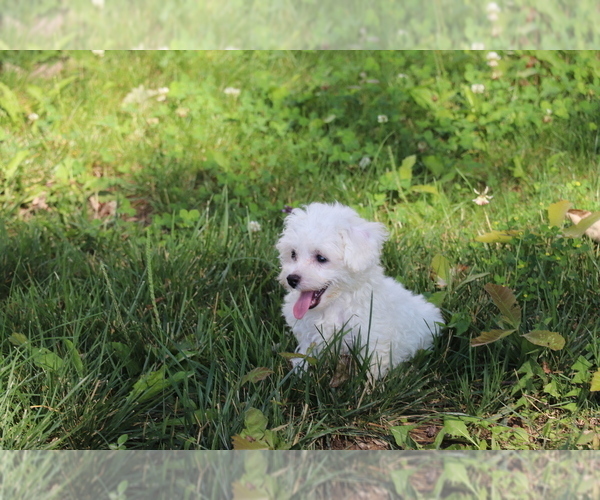 Medium Photo #2 Poochon Puppy For Sale in SHILOH, OH, USA