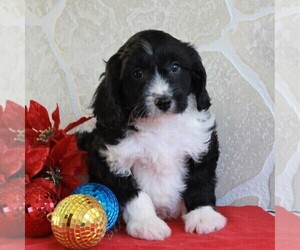 Cavachon Puppy for sale in GORDONVILLE, PA, USA