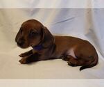 Small Photo #22 Dachshund Puppy For Sale in KUNA, ID, USA