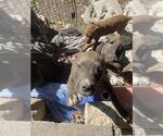 Small American Staffordshire Terrier